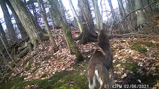 Buck sheds antlers