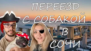 ПЕРЕЕЗД С СОБАКОЙ В СОЧИ / В ПОЕЗДЕ С МОПСОМ