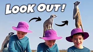 MEERKAT on my HEAD! Kids Wild Animal Africa Adventures