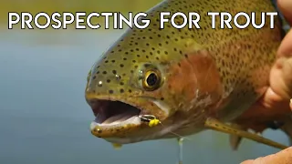 Prospecting For Trout