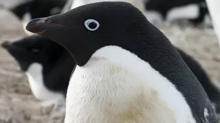 'Penguins' Disney Nature Documentary Trailer