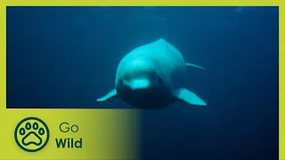 White Whales and Narwhals - Marine Mammals 1/9 - Go Wild