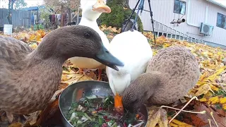 Our Top 5 Reasons Why We Have Ducks rather than Chickens