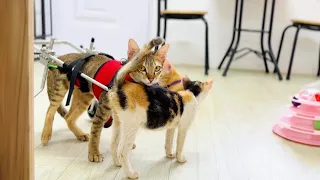 Cute Boy Jolly Riding on wheelchair_ Amazing Kitten CoCo always follows Jolly…