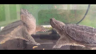 Tortuga lagarto comiendo tenebrios - common snapping turtle eating mealworms