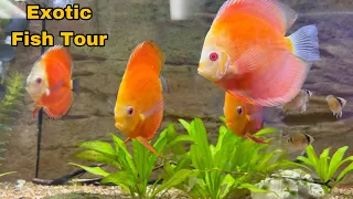 Exotic Local Fish Store Tour ( Aquarium Show)*New Pet*