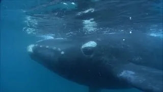 Massive whale wants human company! | Crazy Cameramen Episode 4