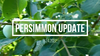 Persimmon Update - Late Summer