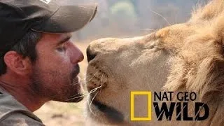 LIVING WITH LIONS -  Kevin Richardson - National Geographic WILD HD 2017 ♥