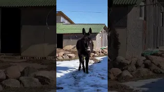 ЧТО СТАЛО С ДОМАШНЕЙ ОСЛИЦЕЙ | Смешные животные