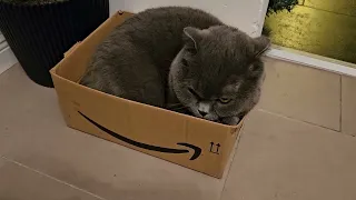 Реакция кота на новую коробку / новинка для Сильвера / Британский кот
