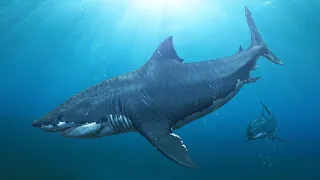 Megalodon - Warum Ist Der Urzeithai Ausgestorben? / Dokumentation