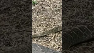 Almost Stepped on a Rattlesnake at Bandelier National Monument in New Mexico, The American Southwest