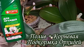 Полив + Корневая Подкормка Орхидей | Магний + Янтарная Кислота от Bona Forte