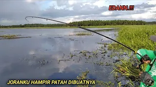 TERKEJUT.!!! SAMBARANNYA KAYAK TOMAN || JORANKU HAMPIR PATAH DIBUATNYA