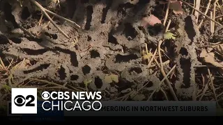 Cicadas emerging in northwest suburbs of Chicago