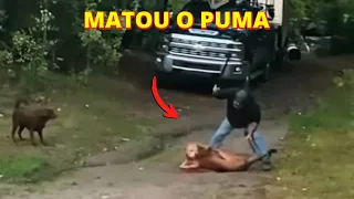 INACREDITÁVEL!!! HOMEM ATACA ONÇA PARDA COM FACÃO PARA PODER SALVAR SEU CACHORRO!!!