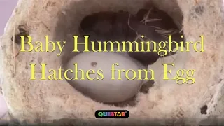 Baby Hummingbird Hatches from Egg