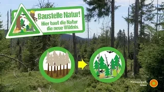 Baustelle Natur im Nationalpark Harz