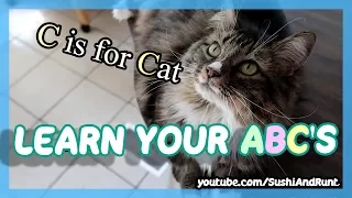 Learn Your ABC's ! Learn the Letters of the Alphabet with Pets