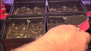 HOW TO FIX YOUR STRETCHING SEEDLINGS