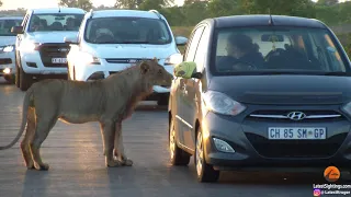 WATCH: Kruger lion tries opening car door