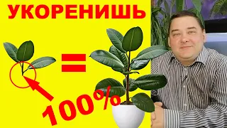 Укоренение черенка фикуса. Пошаговая инструкция