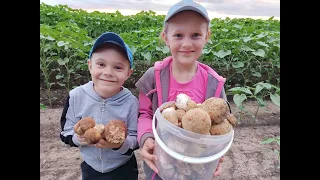 Ліс БІЛИХ ГРИБІВ і атракціонів.