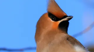 Brkoslav severní (Bombycilla garrulus), Waxwing, Seidenschwanz