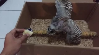 Barn owl scared by an apple