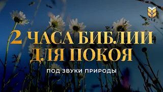 2 часа Библии под звуки природы. Современный перевод Библии #biblevision