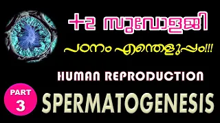 Human reproduction | Part 3 Spermatogenesis | Plus 2 Zoology | Online Class Series -3