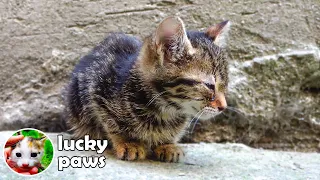 An Innocent Sick Kitten Can't Understand Why Kids Have Been Abandoned Her - Kitten Crying