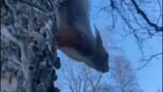 Прогулка с Ричи Белкиным🐿️🌼 Наконец что то похожее на весну и на нашей улице! 🌸🌻☀️