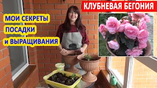 КЛУБНЕВАЯ БЕГОНИЯ. Основные ПРАВИЛА посадки и ухода! В какой горшок сажать бегонию? Правильный ПОЛИВ