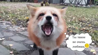 Ли Сяо / Alice the Fox Лиса Алиса (Кто настоящая вредность?!)