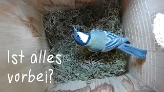 Ist alles wieder vorbei? Kohlmeise beendet Nestbau / Great tit quits nest-building