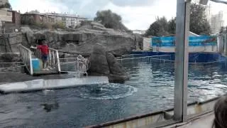 Дельфинарий Московского зоопарка.Черноморский дельфин-афалина Линда.