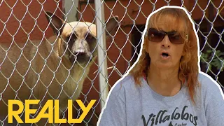 Villalobos Biggest Feral Dog Rescue Operation Ever! | Pit Bulls And Parolees