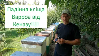 Падіння кліща Варроа від Кеназу!!!