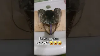 СУШЁНЫЙ ЧЕРЕП ЩУКИ👍#shorts