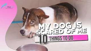 My Dog Is Scared of Me and 10 Things to Do About It