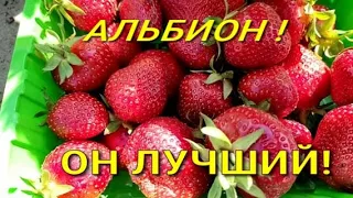 Клубника сорт АЛЬБИОН  Собираем урожай с весны и до холодов!