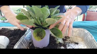 Transferring an AFRICAN VIOLET FROM A SMALLER POT TO A LARGER POT