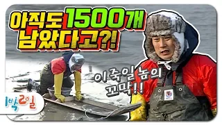 [1박2일 시즌1 76회-2][전남벌교] 드디어 시작된 꼬막과의 사투! 국민일꾼 답게 캐긴 또 진짜 잘 캐ㅠㅠ 웃픈 이수근ㅋㅋㅋ