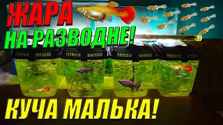 Жара на разводне! Ни дня без малька! [Обзор разводни и пересадка беременных самок нерестовики!]