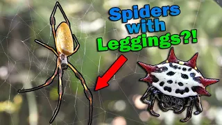 Meet the Orb Weaver Spiders!!