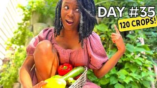 Grow TONS of HERBS, VEGGIES, FRUIT in a Small Space BALCONY Garden | NO POTS!