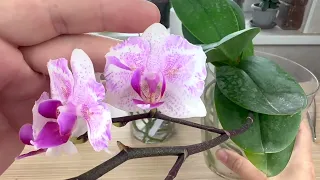 орхидеи ОЖИЛИ по раздельности // адаптация воздушных корней орхидей до пересадки // орхидея