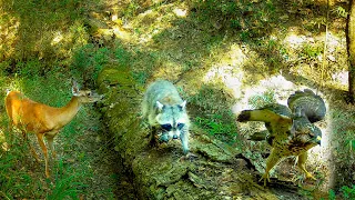 Alabama Wildlife Log Crossing Trail Camera Videos